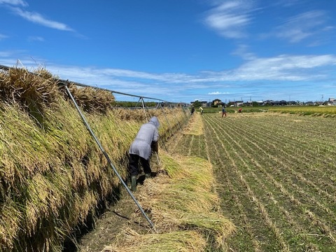令和7年産 有機栽培 天日干し もち米 新大正モチ 餅米 白米 5kg