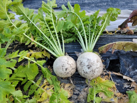 煮物に最適！京都の伝統野菜『聖護院大根』3個
