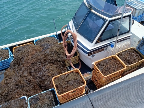 『関門海峡産あかもく』ストックに便利…忙しい朝に卵かけご飯や味噌汁に入れてネバネバズルズルっと！20P＋4P増量