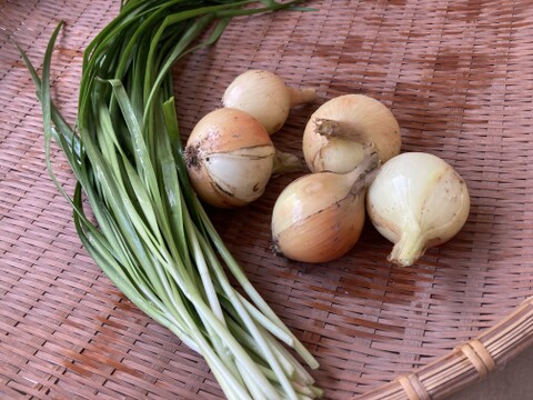太陽の恵みをめいっぱい！季節の野菜セット【10品目】＃栽培期間中農薬・化学肥料不使用