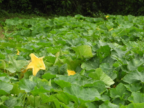 自然農　冬瓜　2ｋｇ前後