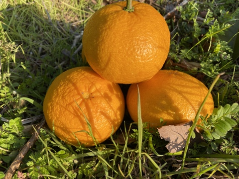 旬の柑橘　夏みかん