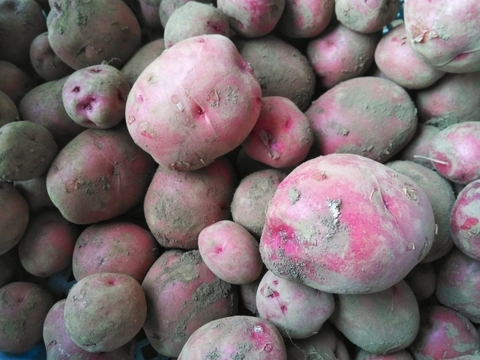 【栽培期間中　農薬不使用】いいとこどりのじゃがいもセット★デジマ&アンデスレッド（2kg）