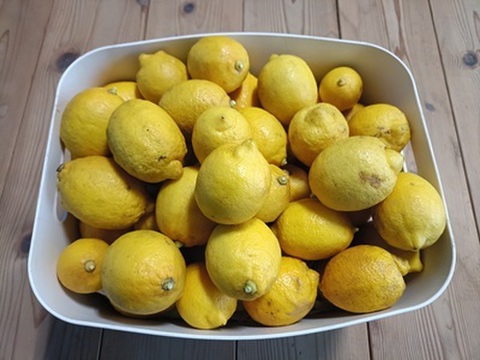 限定価格【ＡＢ混合】 農薬不使用 広島県 瀬戸田レモン 5kg (35～45個) | 完熟 自然農 無肥料 防腐剤不使用