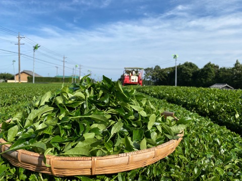 【新茶500g×1袋】全国生産量4%の希少なかぶせ茶を直売特別価格でお届け！かぶせ茶専門60年の老舗農家が愛情込めて育てたお茶で幸せをお届けします♪【７つの幸せポイント公開中】