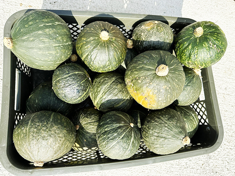 ほっこりえびす（6kg、5～7個入り）農薬・化学肥料不使用