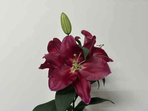 【食べチョク初登場】無花粉オリエンタルユリ5本リバーシリーズmix※10/1~10/7着までの期間限定商品です。数量限定商品