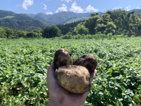 【１人１回だけの特別品】ピーマンとじゃがいも(きたあかり)セット！
【父の日ギフト】