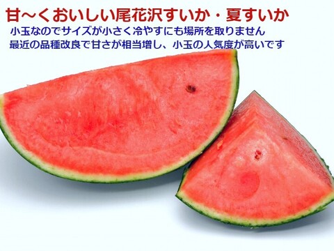 甘～い尾花沢小玉すいか ピノガール・紅小玉各2玉 山形県産 10~12kg【 予約販売】
