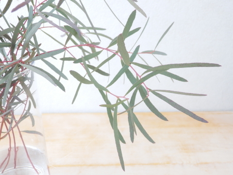 ユーカリ枝物【ニコリ】(30～40㎝/10本)インテリアをおしゃれに！アレンジにも