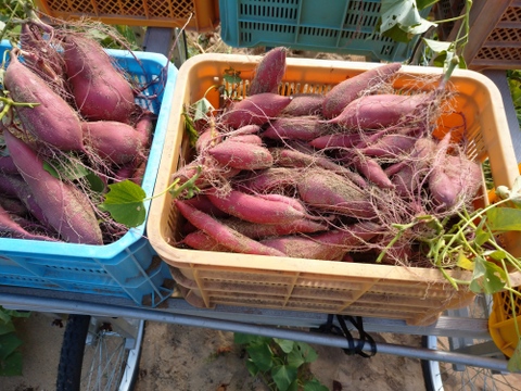 追熟後、ねっとり甘い！砂丘の紅はるか (５kg)