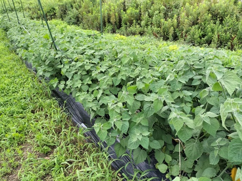 スーパーフード　食用ほおずき　食べ比べセット　100ｇずつ　味の違いをお楽しみください