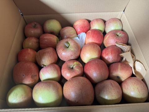 【予約開始！人気商品】旬の甘〜い葉取らずサンふじ24~27個入り【ご家庭用・5kg以上】