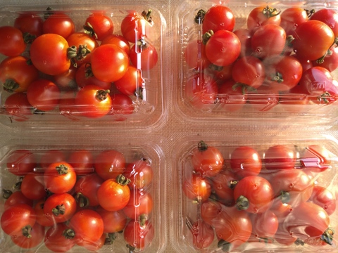 「固定種　ステラ」甘い！ミニトマト 1kg