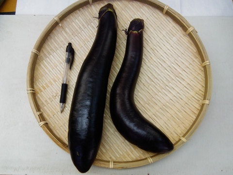 ふわとろ長茄子 1本セット