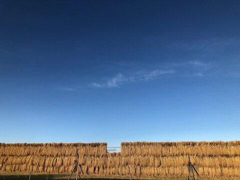 【北海道発】有機ななつぼし白米10㎏【天日干し】