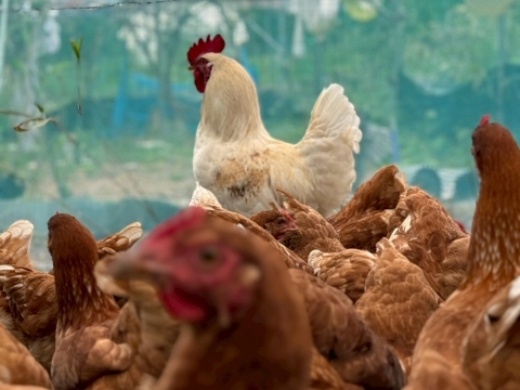 トウモロコシ不使用・こだわりの発酵飼料を食べた『あずさ』の平飼い卵6個入りパック×2個（12個）