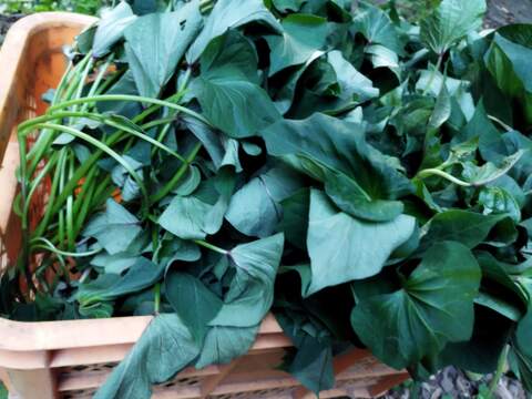 ラストチャンス！さつま芋の苗〈高系14号〉10本【農薬等不使用栽培】