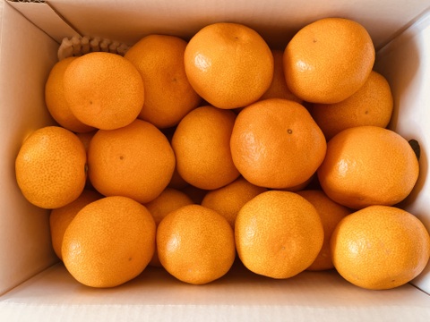 【贈答用】濃厚 真穴（まあな）産 早生みかん  サイズ混合 2S～Lサイズ 3kg  数量限定（サイズ指定不可）