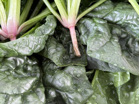 (10束)えぐみなし！[信州産]ふわふわ春の露地ちぢみほうれん草