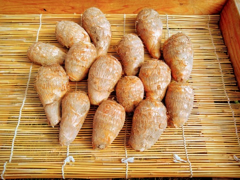 自然栽培　里芋（土垂）5kg