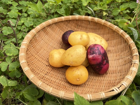 ホクホクも、しっとりも。長崎生まれの個性派じゃがいも食べ比べセット ３kg