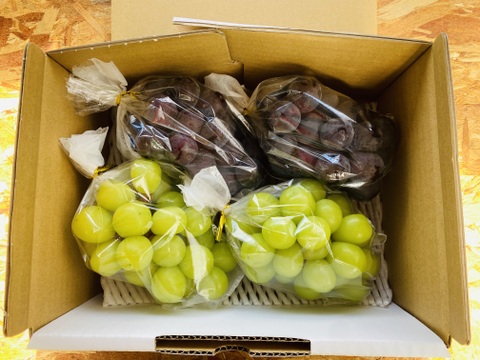 いろいろ食べられる！おまかせミックスぶどう『福島のブドウ』2kg（3~5房）【贈答用】