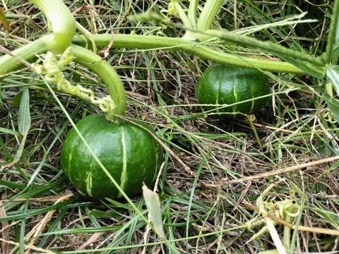 JGAP認証！カボチャ「3種食べ比べセット」ご家庭用・9㎏