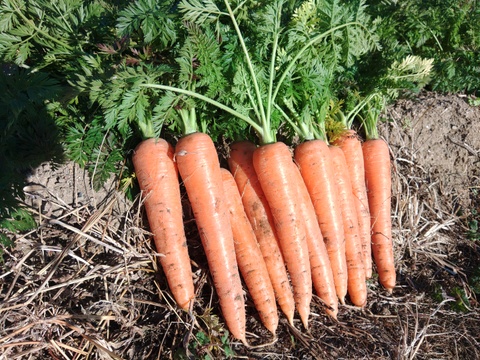 《とりあえず生で！》彩誉ニンジン 1.5kg