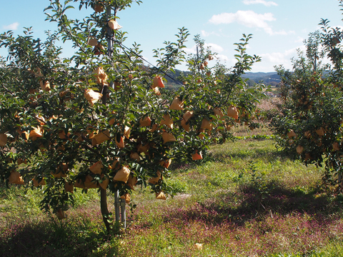 【糖度16度以上】最高級 りんご はるか 蔵王はるか 2kg 6玉 光センサー 糖度検査済み スイーテスト【冬ギフト】贈答用 お歳暮に