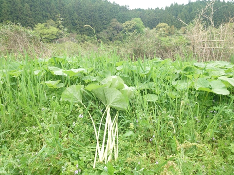旬の山菜！山あいの『水ふき』500g