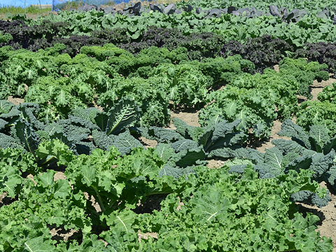 ２度と手に入らないかも！ケール 5種類 おまかせ食べ比べセット【静岡県磐田市産】自社開発種子