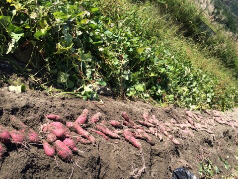 【数量限定☆おいもセット🎁】甘さいっぱい！お得いっぱい！野菜と果物詰め合わせ箱☆🥗🍠🥦＋さつまいも付き🍠🐶