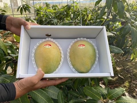 ★数量限定★沖縄県産キーツマンゴー　1.5kg（2~3玉）