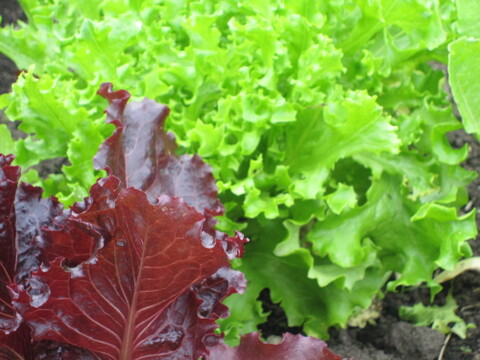 ＊今年度は８月１０日まで＊　ドルチェ ６本入　蒜山高原産　トウモロコシ　プロアスリート監修”  必ずクール便を選択してください