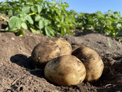 【榛名山の麓から】冬のシャキうま旬野菜セット・ちょうどいいサイズ！＜8品目＞