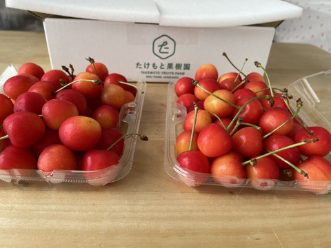 【予約】北海道仁木町産さくらんぼ（佐藤錦）350ｇｘ２パック