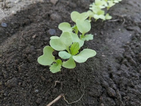 【アワード受賞福袋】旬野菜おまかせＬセット(12品目) 期間限定！！
