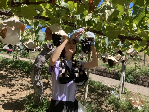 【ご自宅用】巨峰1.2kg箱　THE・黒系の王道品種