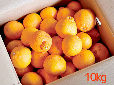 【ご予約受付中】不知火(デコみかん)【家庭用(訳あり)】10kg　322-4