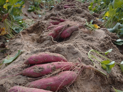 追熟後、ねっとり甘い！砂丘の紅はるか(３kg)