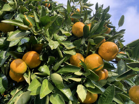 佐賀県産　高糖度登録園みかん！家庭用10ｋｇ