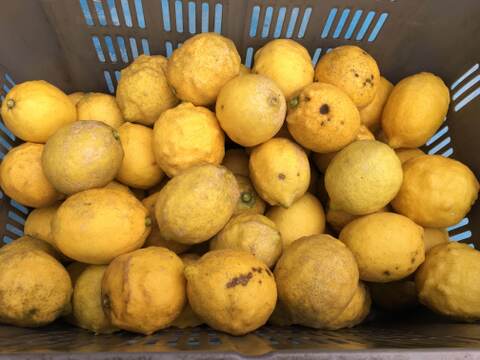 訳あり瀬戸内海の島レモン（農薬・除草剤・化学肥料不使用）1kg