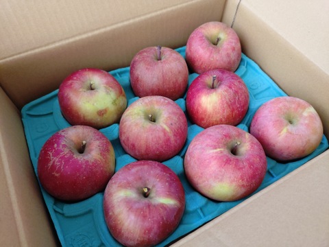 【家庭用小玉】サンふじ 約3kg 10-14玉 超定番のりんごの王様  1月発送 長野県産#NAF0B030