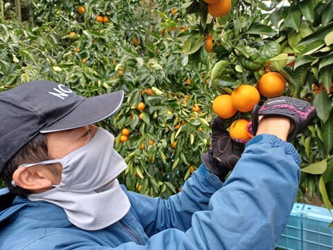 訳あり　凍ってしまった　ブラッドオレンジ サイズ混合 国産 静岡県浜松市産 (約5kg)