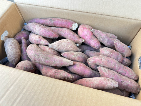 【訳あり】紅はるかSサイズ／10kg