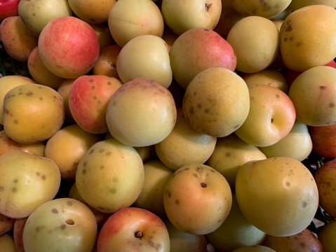 まじりっけなし！梅干に最適！『十郎小町』2kg 自然栽培の梅。ジャムや茶梅など幅広いレシピに。農薬不使用