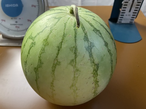 【最短発送】兵庫産　ニュー小玉スイカ1玉②2700ｇ