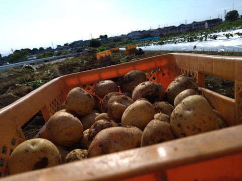 【750時間熟成】知る人ぞ知る蔵元の隠れた優品💡400年蔵出しポテト🥔寛永鶴見ブランドじゃがいも【大容量パッケージ約２キロ】