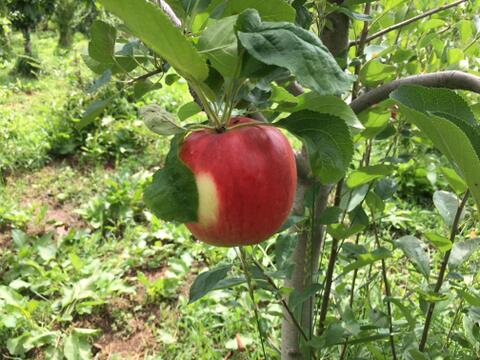 【加工用】シナノプッチ 約1.8kg(5-12玉)  9月中旬頃発送開始予定 長野生まれのプッチなりんご#NAP0K018